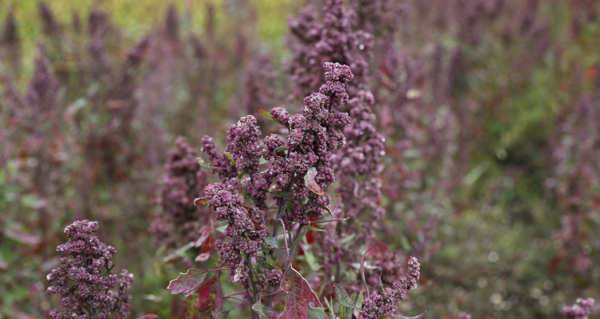 Quinoa rostlina