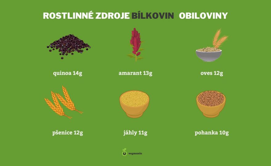 bílkoviny v obilovinách